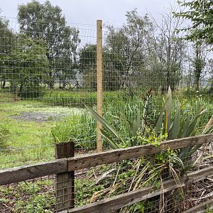 Blue crane and white stork enclosure close up