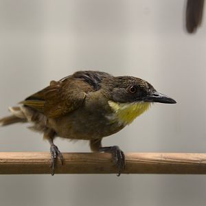 Western yellow-throated leaflove (Atimastillas flavicollis flavicollis)