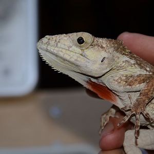 Red throat false chameleon (Anolis sp. 'dimorphicus')