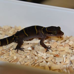 Deccan ground gecko (Cyrtodactylus deccanensis)