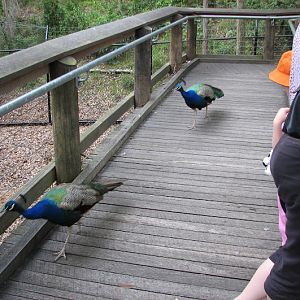 Blackbutt 2007 - Indian Peafowl