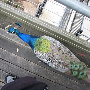 Blackbutt 2007 - Indian Peafowl