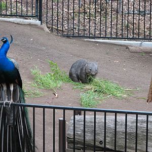 Blackbutt 2007 - Indian Peafowl and Common Wombat