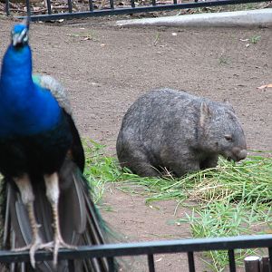 Blackbutt 2007 - Indian Peafowl and Common Wombat