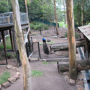 Blackbutt 2007 - Wombat viewing area