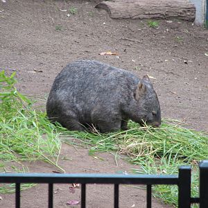 Blackbutt 2007 - Common Wombat