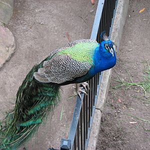 Blackbutt 2007 - Indian Peafowl