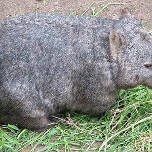 Blackbutt 2007 - Common Wombat