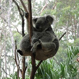 Blackbutt 2007 - Northern Koalas