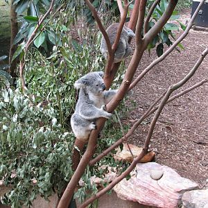 Blackbutt 2007 - Northern Koalas (Crested Pigeon and Common Bronzewing in the background)