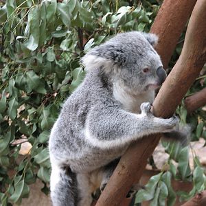 Blackbutt 2007 - Northern Koala