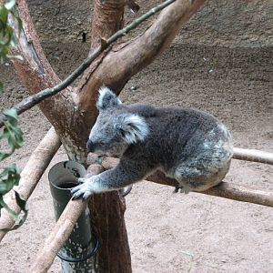 Blackbutt 2007 - Northern Koala