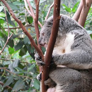 Blackbutt 2007 - Northern Koala