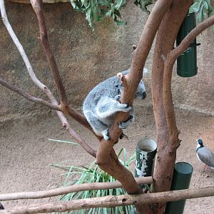 Blackbutt 2007 - Northern Koala, Bush Stone Curlew and Black-shouldered Lapwing