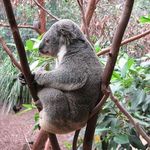 Blackbutt 2007 - Northern Koala (Pheasant Coucal, Tawny Frogmouth, Bar-shouldered Dove and Grey-crowned Babbler in the background)