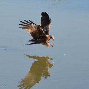 Whistling kite 3