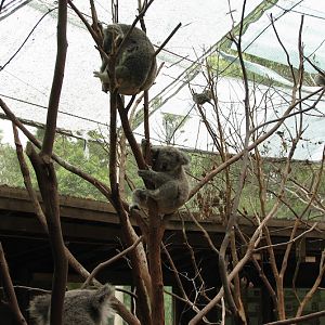 Blackbutt 2007 - Northern Koalas, Bar-shouldered Doves and Crested Pigeons