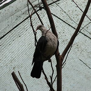 Blackbutt 2007 - White-headed Pigeon in the koala aviary