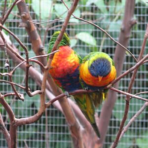 Blackbutt 2007 - Rainbow Lorikeets