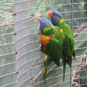 Blackbutt 2007 - Rainbow Lorikeets