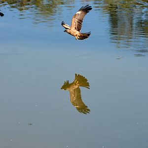 Whistling kite 2