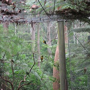 Blackbutt 2007 - Neophema (ID?)