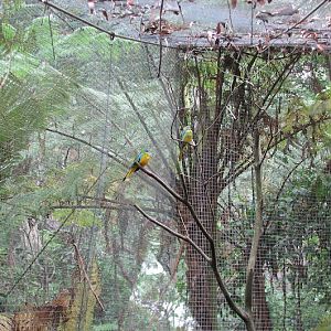 Blackbutt 2007 - Neophemas (ID?)