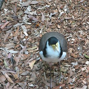 Blackbutt 2007 - Black-shouldered Lapwing