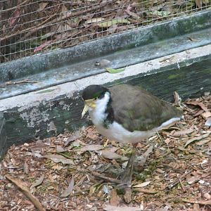 Blackbutt 2007 - Black-shouldered Lapwing