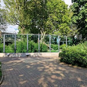 Gorilla outdoor exhibit