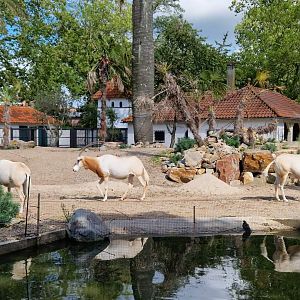 Scimitar-horned Oryx/Meerkat exhibit