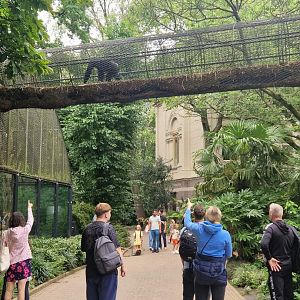 Chimpanzee overhead tunnel