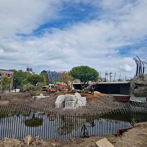 New Lion exhibit under construction