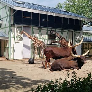 Reticulated giraffe/Watussi Cattle