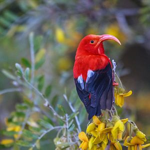 'I'iwi on a Blooming Mamane