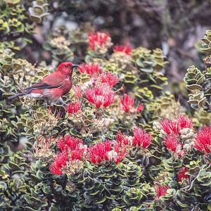 'Apapane with the Ohi'a Lehuas