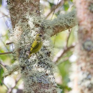 ʻAlawī (or Hawai'i Creeper)