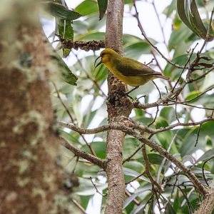 Male 'Akiapōlā'au
