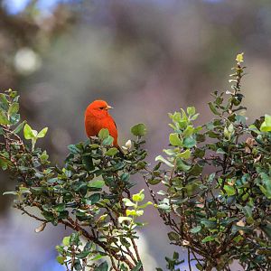 Male Hawai'i 'Ākepa