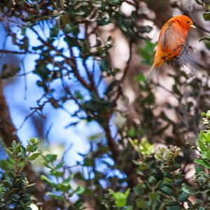 Male Hawai'i 'Ākepa