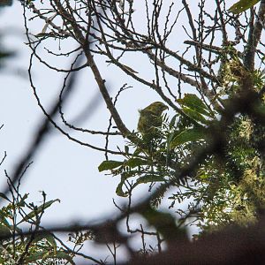 Female Kiwikiu (or Maui Parrotbill)