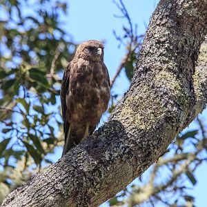 'Io, or Hawaiian Hawk