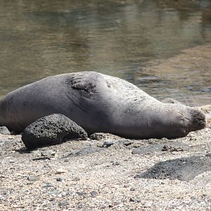 Resting 'īlio Holo I Ka Uaua