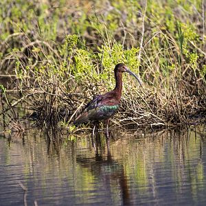 White-faced Ibis