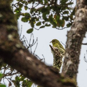 Kaua'i 'Amakihi
