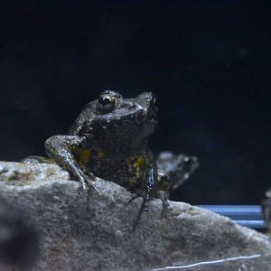 Japanese wrinkled frog, Glandirana rugosa