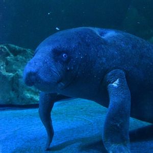 African manatee, Trichechus senegalensis