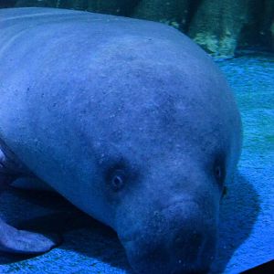 African manatee, Trichechus senegalensis