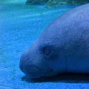 African manatee, Trichechus senegalensis