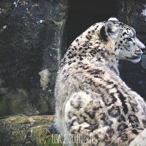 Snow Leopard